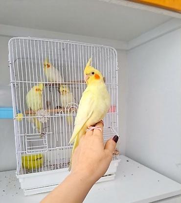 cücə adları: Qirmizi goz lutino balalari saglam vitaminli temiz balalardi — 2