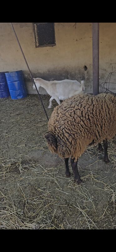 qurban bayrami qoyun sekilleri: Erkək, Qala, il: 1, 1 kq, Damazlıq, Ünvandan götürmə