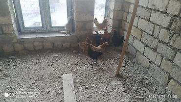 barter xoruz: Salam teserufatda her sort lal ordeylerimiz var 5 gunlukden 1 iline — 7