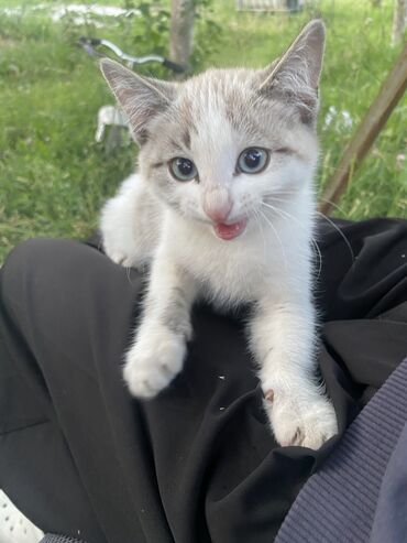 шотландская мраморная кошка: 4 месяца, Девочка
