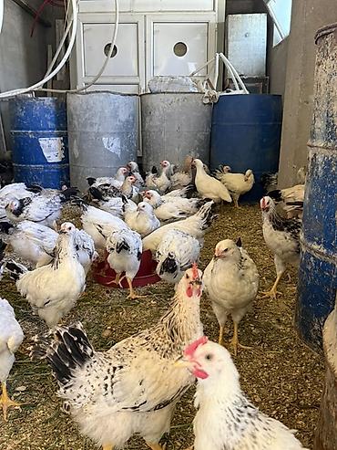 cins xoruz harda banliyar: Toyuq, Adler, Damazlıq — 7