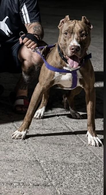 Pitbul, Erkək lalafo.az -da Pitbul, Erkək