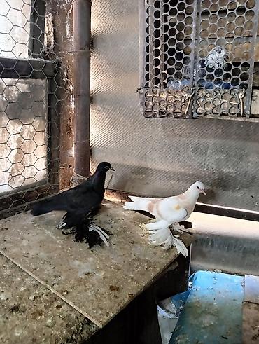 Птицы: Продаю молодых голубей 1 шт стоит пятьсот сом окончательно родители — 5