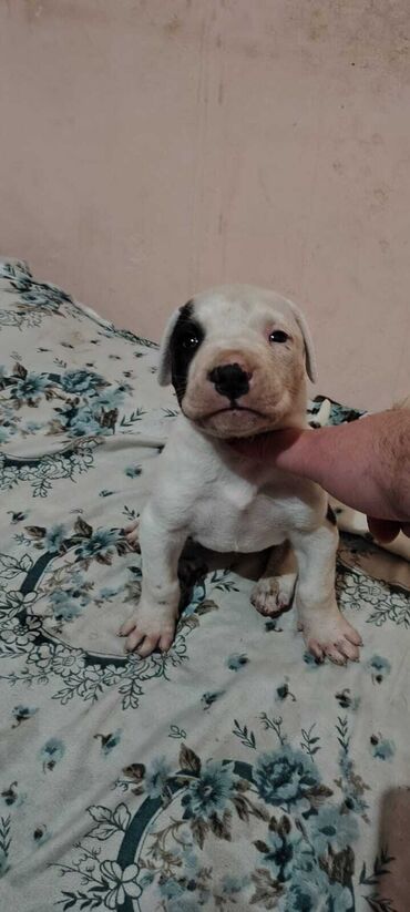 Pitbul, 2 ay, Erkek, Peyvəndli