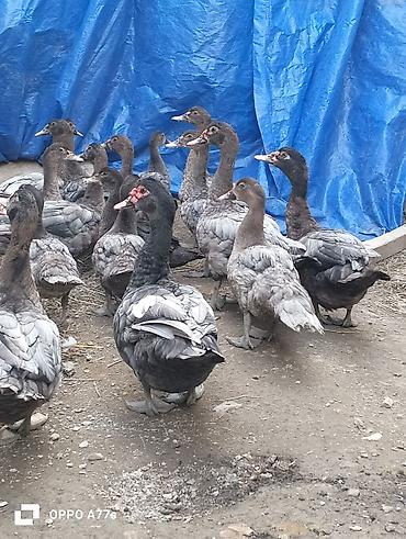 su qablari: Muscovy ördəkləri (indoutka) – boz/qara lələklı, sağlam və aktiv sürü — 2