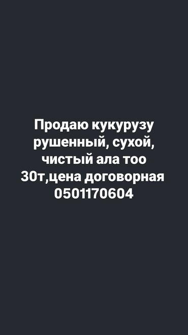 домашные животные: Продаю кукурузу рушенный сухой, чистый, ала тоо 30тон цена договорная