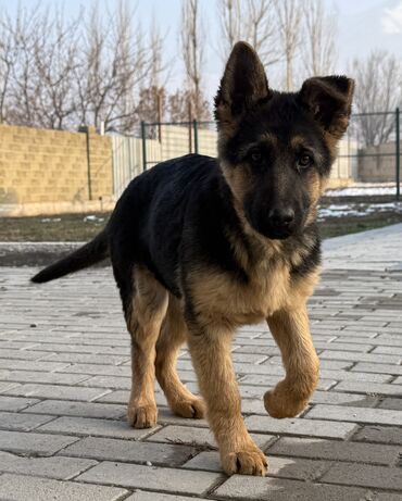 Продажа собак: Немецкая овчарка, 4 месяца, Самка, С прививкой, С родословной — 11