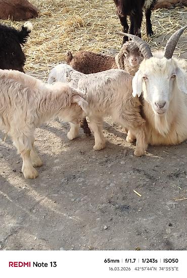 Козы, козлы: Продаю | Коза (самка) | Для молока — 6