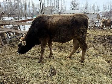 Коровы, быки: Продаю | Тёлка | На откорм | Племенные — 8