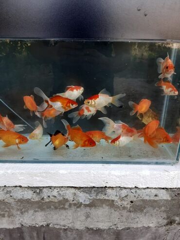 akvarium baliqlari satilir: Aranda balıqları 9m.satıram