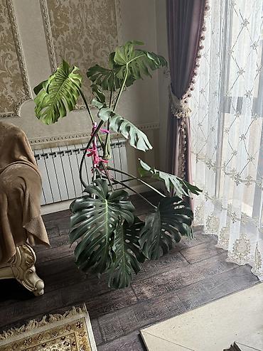 Монстеры: Монстера деликатесная (Monstera deliciosa) — крупное тропическое — 2
