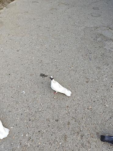 sarı quş: Sağlam göyərçinlərdir. kim satılır şəkildəki ağ mayanın ayağında — 5