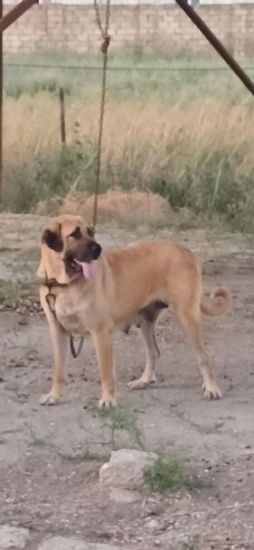Kanqal, 2 il, Dişi, Peyvəndli, Ödənişli çatdırılma lalafo.az -da Kanqal, 2 il, Dişi, Peyvəndli, Ödənişli çatdırılma