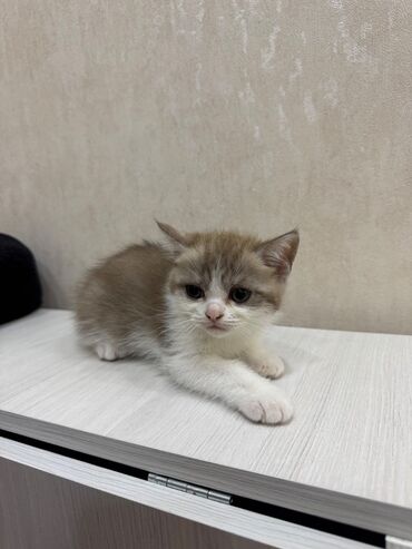 Pişiklər: Şotland, Dişi, Erkək, Ödənişli çatdırılma, Ünvandan götürmə — 6