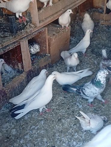 eşşək sudu satışı: Heyvanlar tergizilir uçuşlu seçme heyvanlardı qiymətlər 20m 100 m kimi — 1