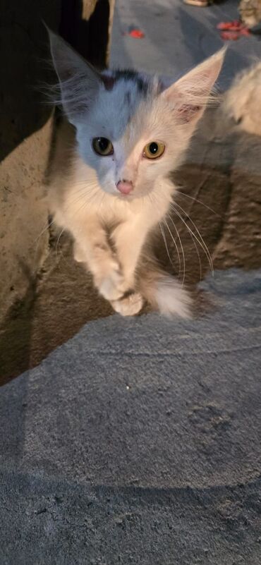 сколько стоит домик для кошки: Кошка даром: Беспородная, Девочка