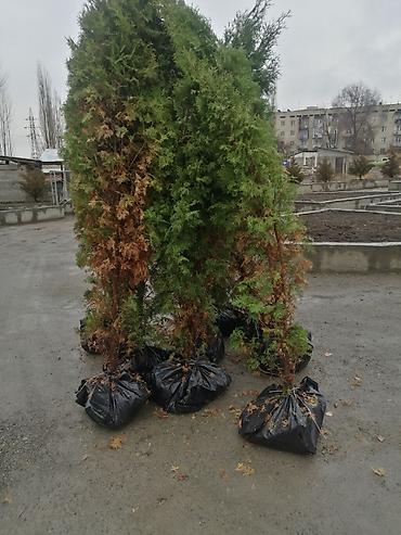 Декоративные деревья: Саженцы деревьев: Сосны — 6