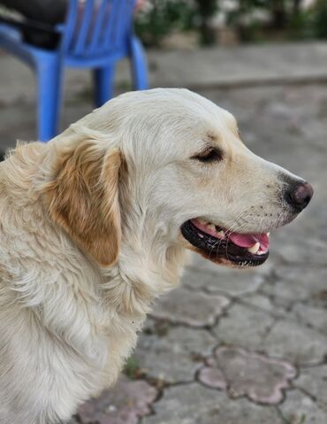 balaca it ucuz: Retriever, 2 il, Erkek, Cütləşmə üçün