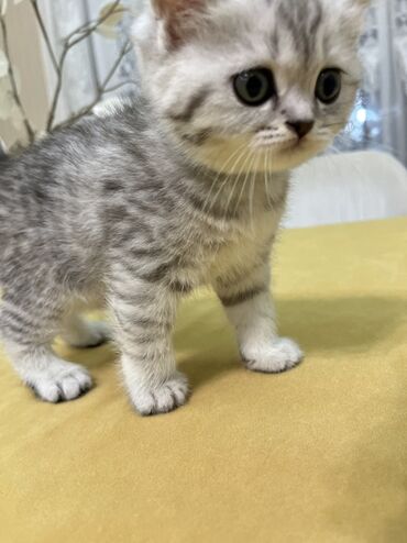 Pişiklər: Şotland, Erkək, Dişi, Ünvandan götürmə -da lalafo.az — 12 Pişiklər: Şotland, Erkək, Dişi, Ünvandan götürmə — 12