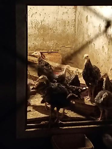 Hinduşkalar: Amerikan bronz hinduşqaları 2aylıq 8ədəd satılır. İnqibator deyil — 1