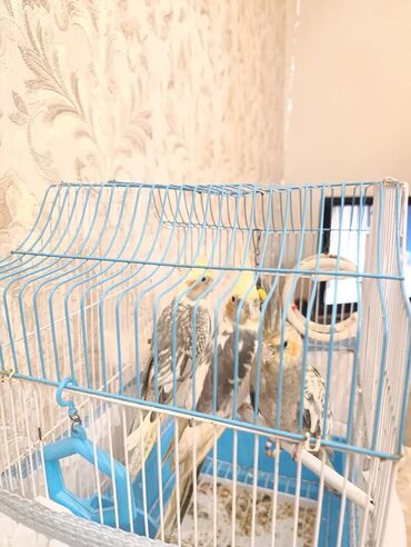 pişik qum qabı: Məhsul: Nimfa (cockatiel) tutuquşuları və qəfəs komplekti - Qəfəs