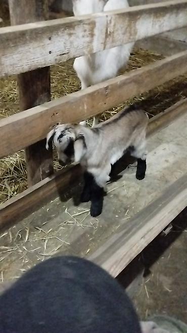 Козы, козлы: Продаю | Коза (самка) | Для разведения at lalafo.kg — 3 Козы, козлы: Продаю | Коза (самка) | Для разведения — 3