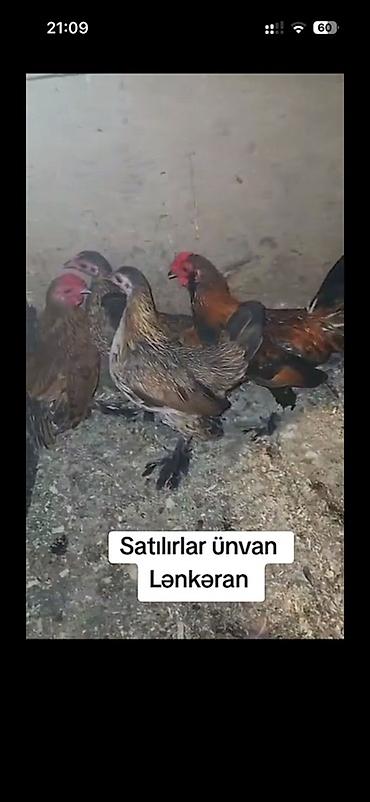 Toyuq, Yumurtalıq