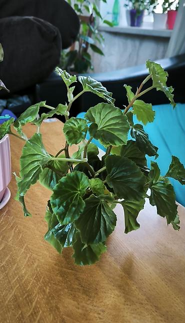 Otaq bitkiləri: 🌱 Begonia zoğları satılır! 6 ədəd zoğ — 1,50 AZN. 🌸 Çiçəkləri — 1