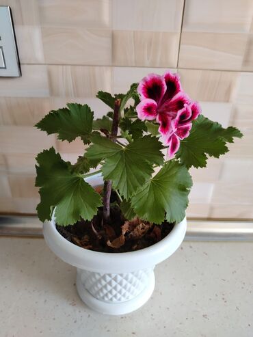 Otaq bitkiləri: Otaq bitkiləri — 12