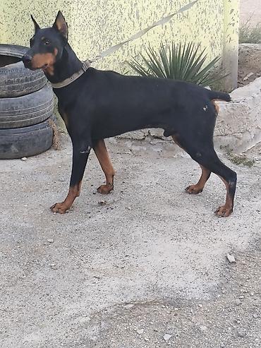 seksi it: Doberman — 8