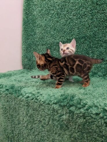 Продажа кошек: Всем Привет .!!!. В питомнике Бен Гла Мур. долгожданные новые детки — 7