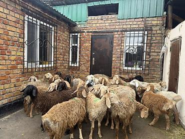 Продам с/х животных: Продаю | Баран (самец) | Полукровка | Для разведения | Ярка — 10