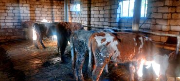 Dana, buzov: Salam.5 bas conge 1bas duye satılır.heyanlar tam sağlam esil kokeltme — 8