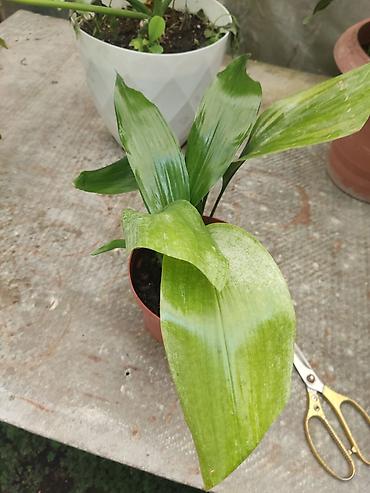 ph down: Аспидистра (Aspidistra elatior), комнатное растение в горшке. - — 1