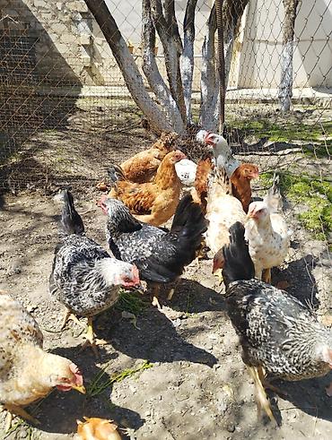 Xoruzlar: Xoruz, il: <1, Ünvandan götürmə — 3