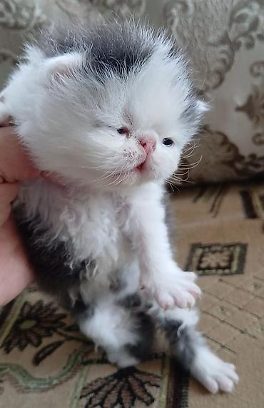 Продажа кошек: Персидский котёнок. Эксклюзив ! Шикарная персидская кошечка в — 5
