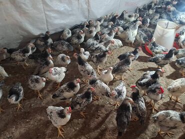 heyvanlar meymun: Serebris cuceler.40gunlukdur