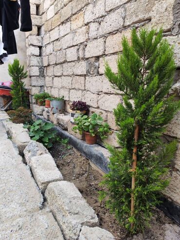 Həyət evləri və villaların satışı: Şağan 3 otaqlı, 100 kv. m, Yeni təmirli -da lalafo.az — 13 Həyət evləri və villaların satışı: Şağan 3 otaqlı, 100 kv. m, Yeni təmirli — 13