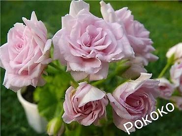 Герани и пеларгонии: Продаю сортовые розебудные пеларгонии, есть и старые хорошие сорта — 2