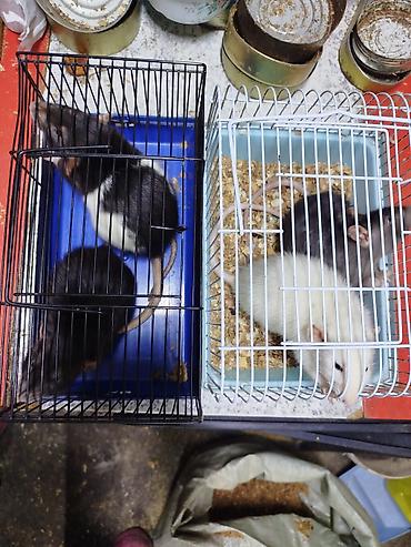 Крысы: Продам маленьких крысят Дамбо декоративные рексы ручные домашние. Есть — 17