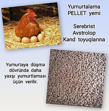 qaz cuceleri: Artıq daimi istifadə üçün Kənd Toyuğu. Serebrist. Qaz. Ördək — 5