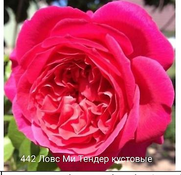 Rose saplings: Кустовые розы — сорта: - Э Шропшир Эд (№534): густомахровые — 35