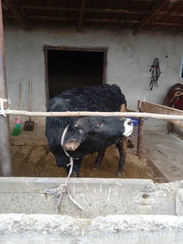 Коровы, быки: Продаю | Бык (самец) | Для разведения — 2