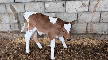 Коровы, быки: Продаю | Бык (самец) | Симментальская | Для разведения — 20