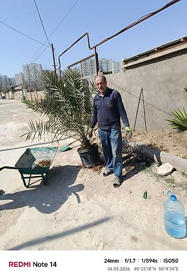 agac: 🌳Dekorativ palma ağacları – çətənə yarpaqlı və xurma növü (qabda) - — 2