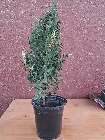 təbii yolka ağacı: Saksıda ardıc (Juniperus) dekorativ iynəyarpaq bitki - Növ: ardıc — 1