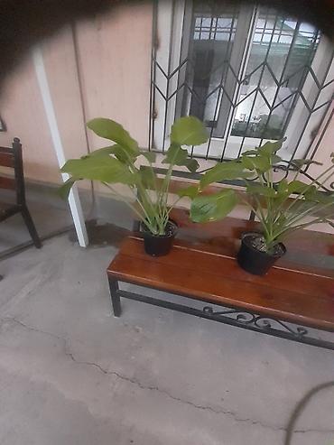 многолетние: Самовывоз — 9