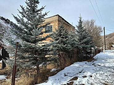 Ель: Продам 5шт голубых елей 5 молоденьких красующих красавиц высокие — 8