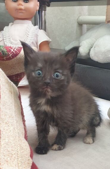 отдам в добрые руки котенка: Кошка даром: Беспородная, 1 месяц, Девочка