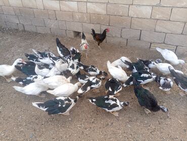 kərpiclərin ölçüləri: Fermada yetişdirilmiş müxtəlif rənglərdə və ölçülərdə Muscovy